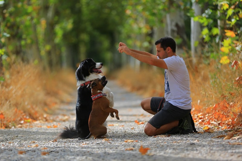 Les métiers autour des animaux quelles formations suivre