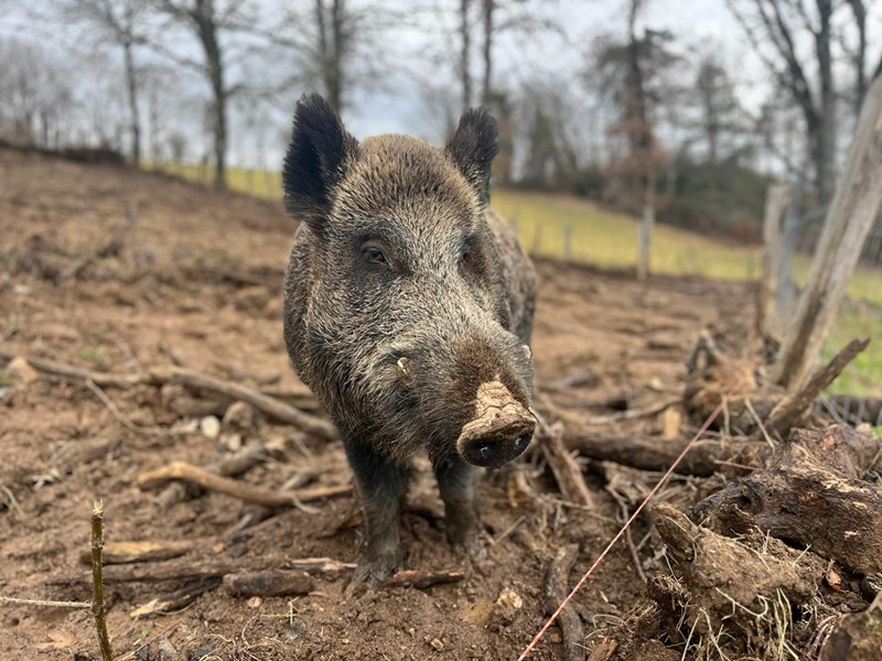 Maurice, le sanglier miraculé une belle histoire de sauvetage et de bienveillance