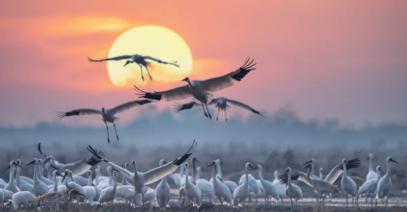 Migration les plus grands voyages du règne animal