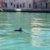 Mimo, le dauphin acrobate qui enchante Venise… mais inquiète les experts
