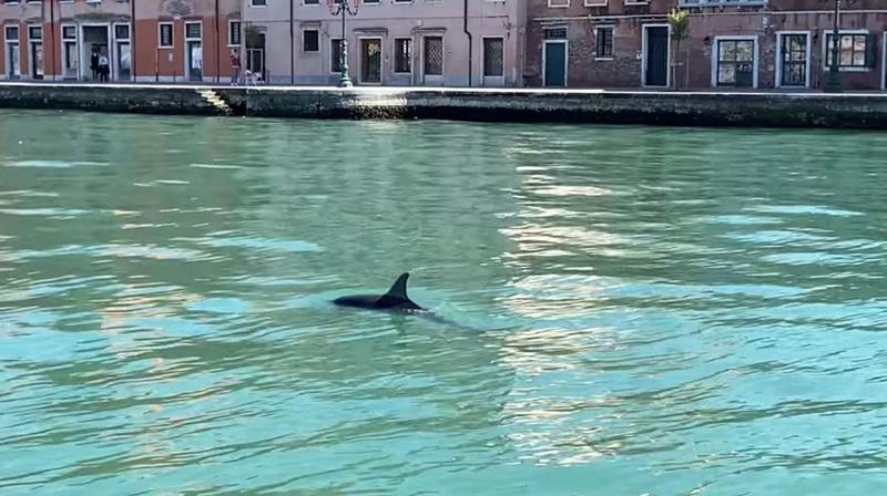 Mimo, le dauphin acrobate qui enchante Venise… mais inquiète les experts