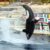 Orques et dauphins de Marineland un appel urgent à la relocalisation