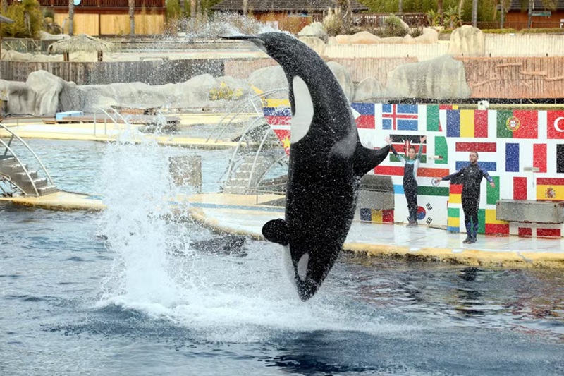 Orques et dauphins de Marineland un appel urgent à la relocalisation