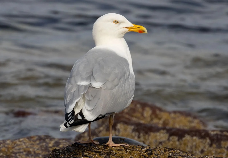Pour éloigner les mouettes de votre pique-nique, un simple cri suffit !
