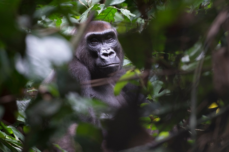 « Queen Kong » quand les femelles gorilles révèlent leur véritable pouvoir
