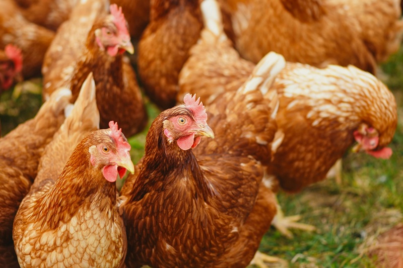 Sauvez une poule ! Une distribution solidaire à Pontivy le 12 novembre 2025