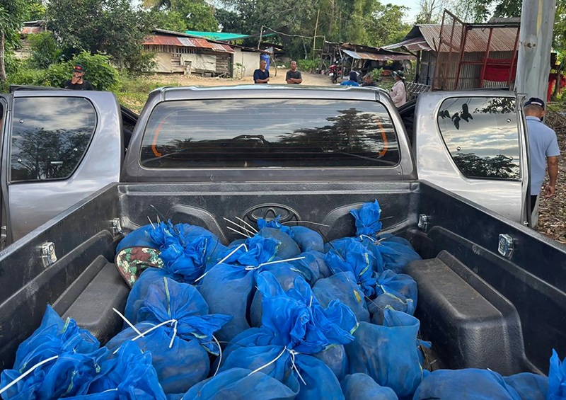 Thaïlande 81 macaques saisis dans un trafic transfrontalier
