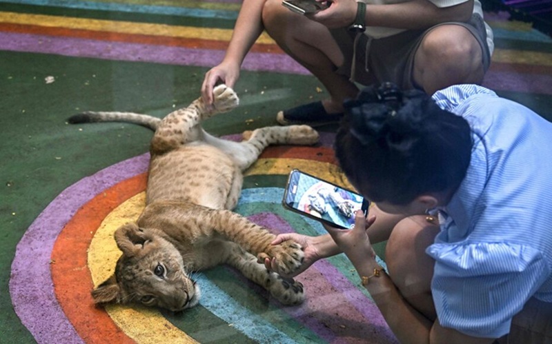 Thaïlande la mode inquiétante des lions de compagnie