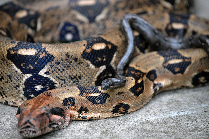 Un boa constrictor découvert en plein centre-ville de Concarneau