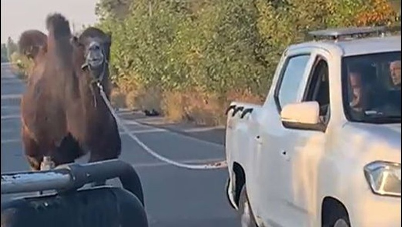 Un chameau sur le front ukrainien quand la guerre croise la vie animale