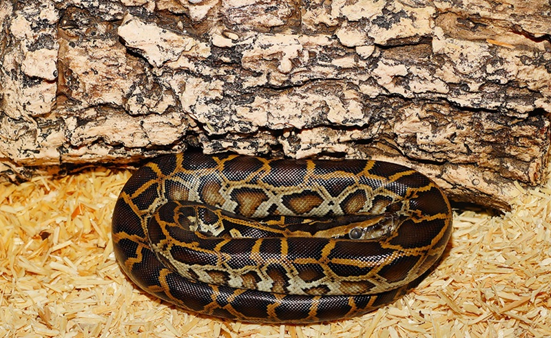 Un iguane dans le salon, un serpent dans un terrarium design, un perroquet qui parle… Bonne ou mauvaise idée