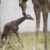 Une naissance exceptionnelle au PAL Ela, la girafe de Rothschild, donne naissance à une petite femelle