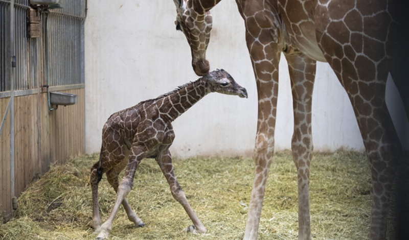 Une naissance exceptionnelle au PAL Ela, la girafe de Rothschild, donne naissance à une petite femelle