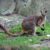 e Wallaby des rochers de Proserpine un joyau rare et menacé du Queensland