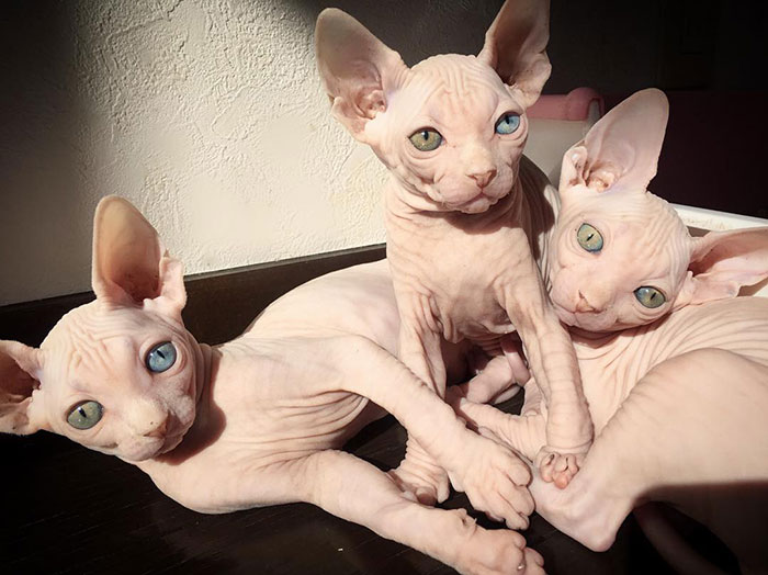 bebes-sphynx-mignons-020