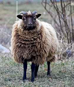 250px-Shetland_sheep_moorit