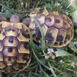 bb tortue boett 2 bb tortue boett 2