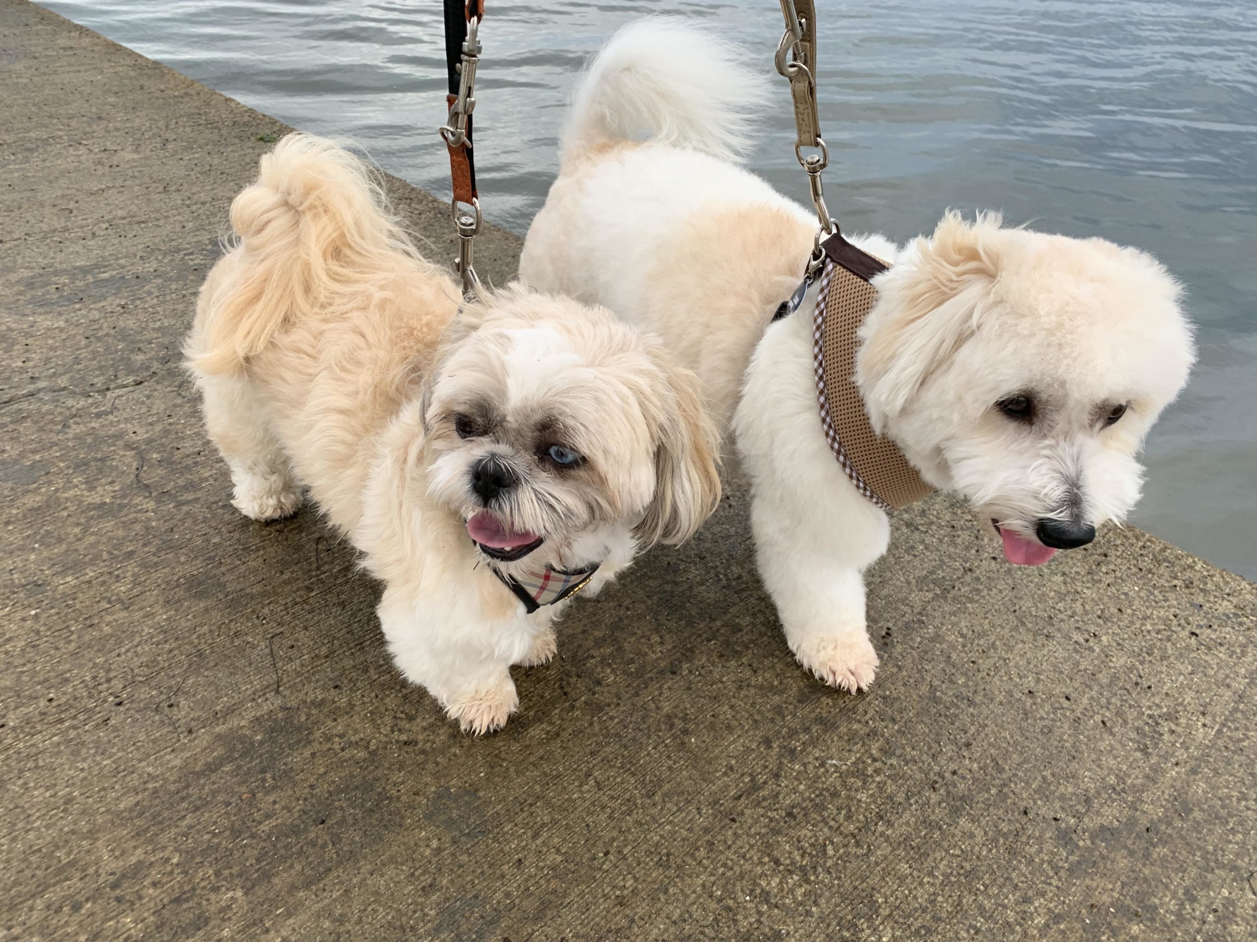 Milou et Leia en promenade