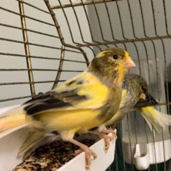 CANARI PANACHE MALE 2022 CANARI PANACHE MALE 2022
