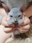 bebes-sphynx-mignons-004