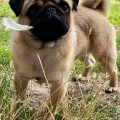Etalon male Carlin Pug LOF disponible pour saillie Pug for Stud Available Etalon male Carlin Pug LOF disponible pour saillie Pug for Stud Available
