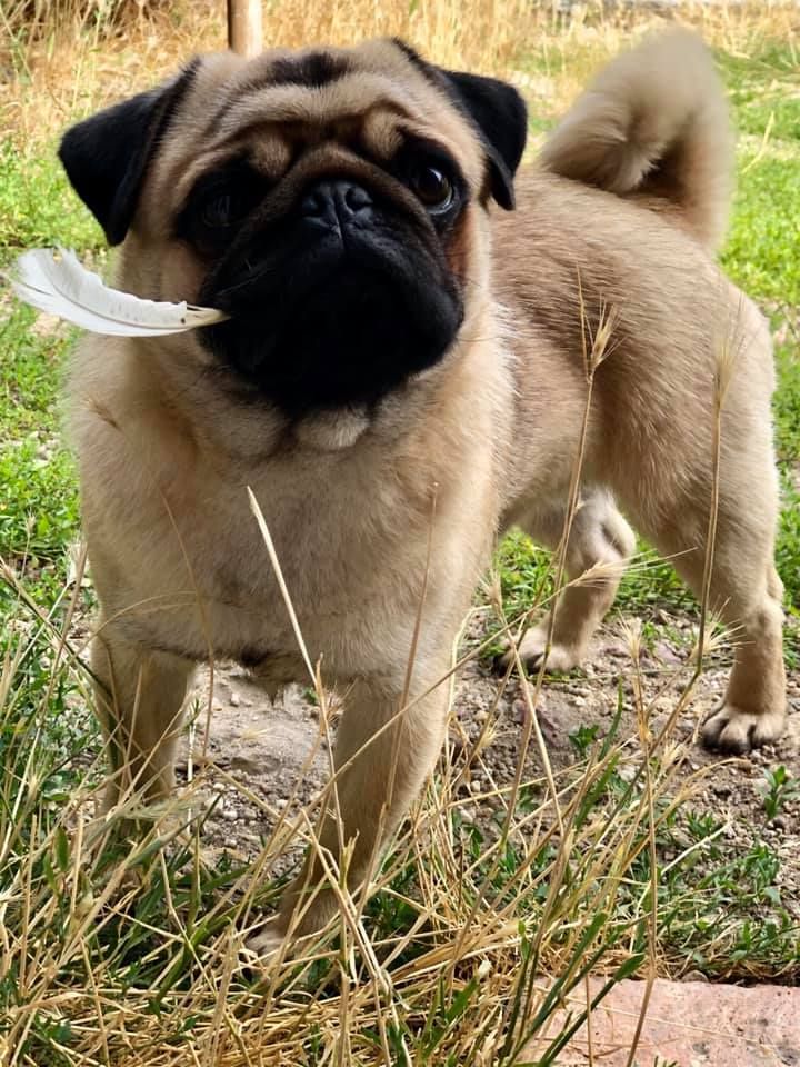 Etalon male Carlin Pug LOF disponible pour saillie  Pug for Stud Available