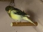 CANARI JAUNE VERT