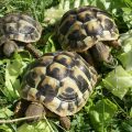 tortue-grecque-111007 tortue-grecque-111007