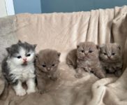 british shorthair new (6)
