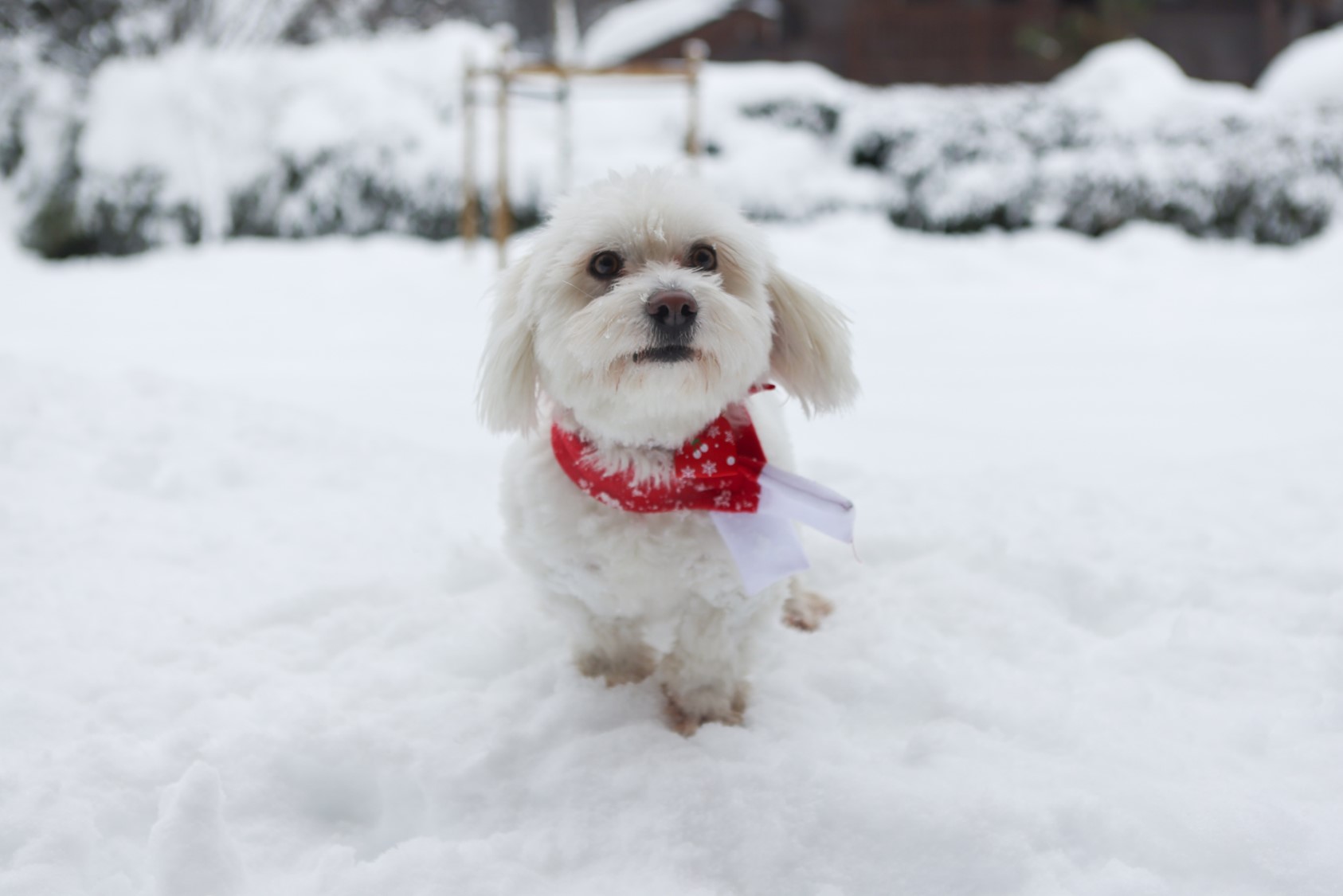 Charlie à Chamonix