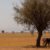 Abattage élevage à cause de la sécheresse