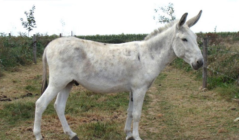 Ane Blanc d’Egypte