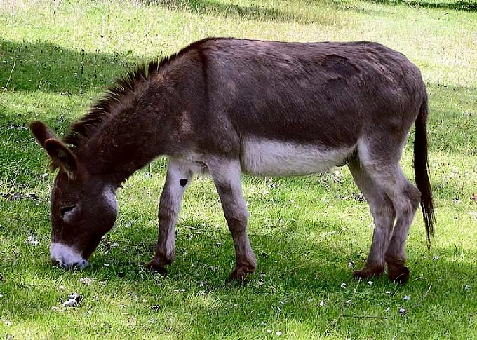 Ane Commun