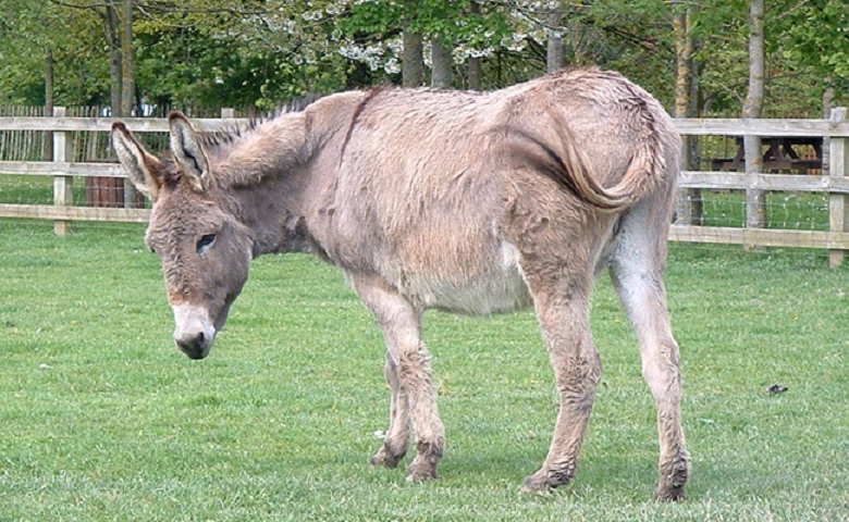 Ane du Cotentin