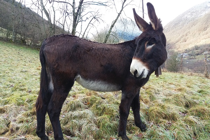 Ane des Pyrénées