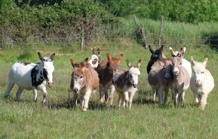 Ane miniature des Tourelles