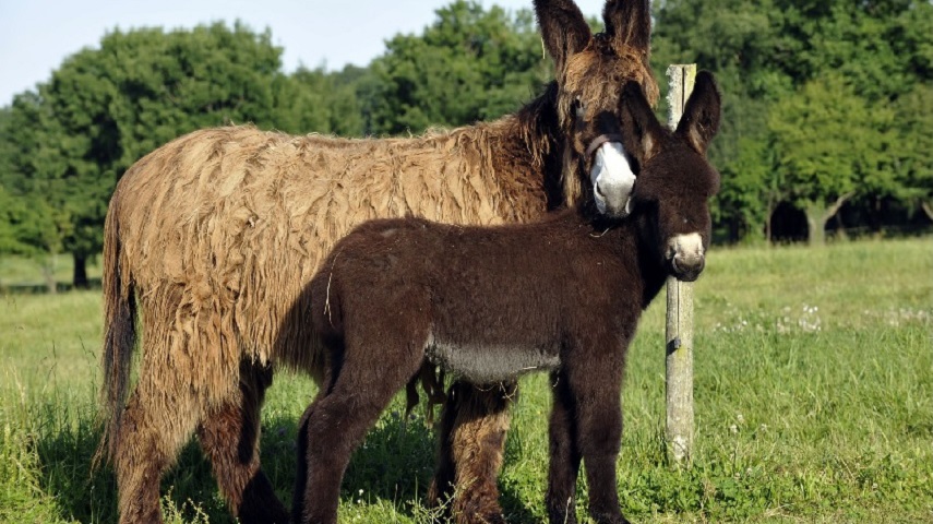 Baudet du Poitou