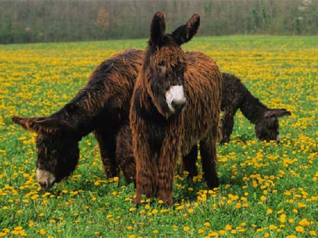 Baudet du Poitou