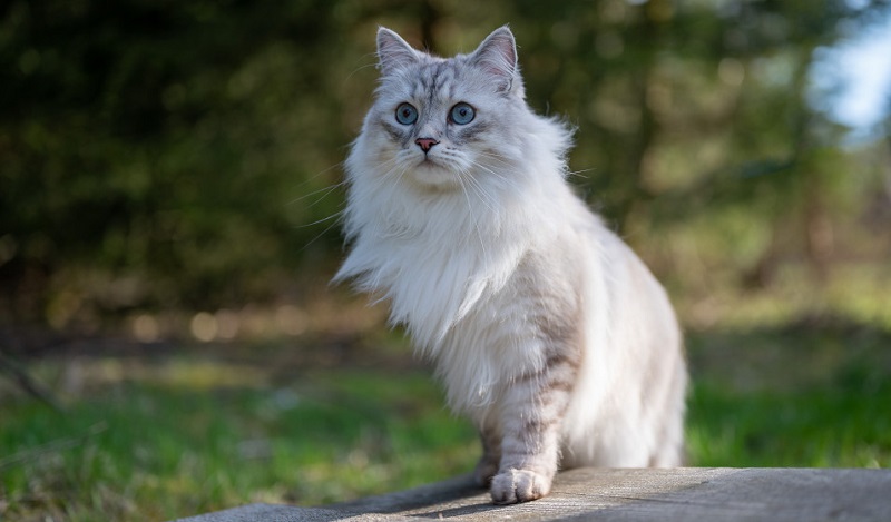 Chat Angora