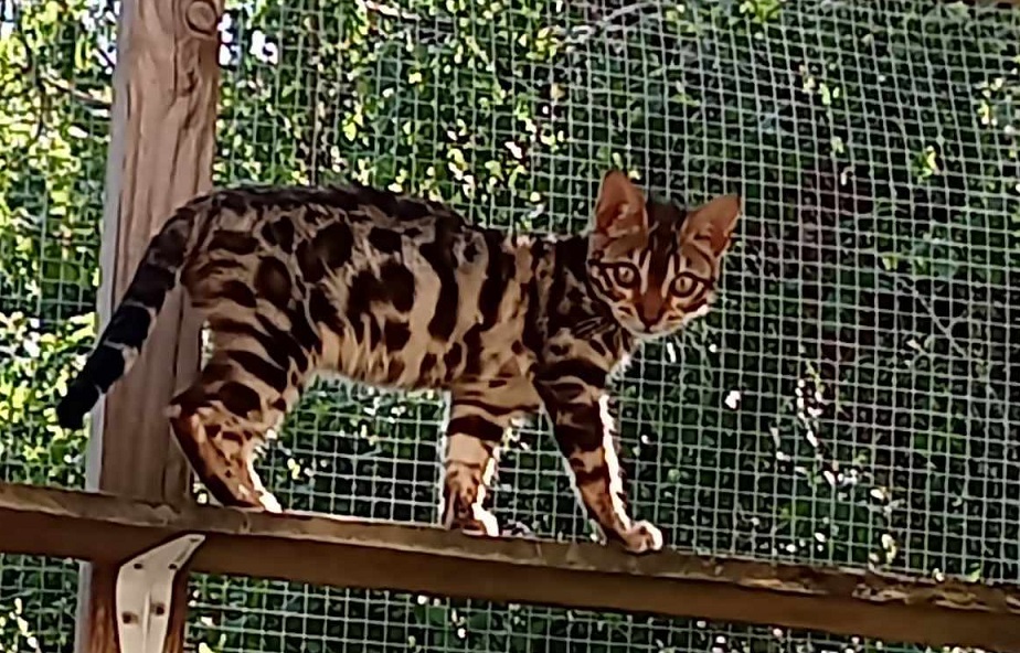 Chat Bengal