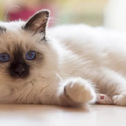 Chat Birman