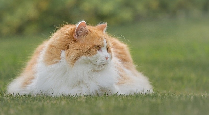 Chat British Longhair