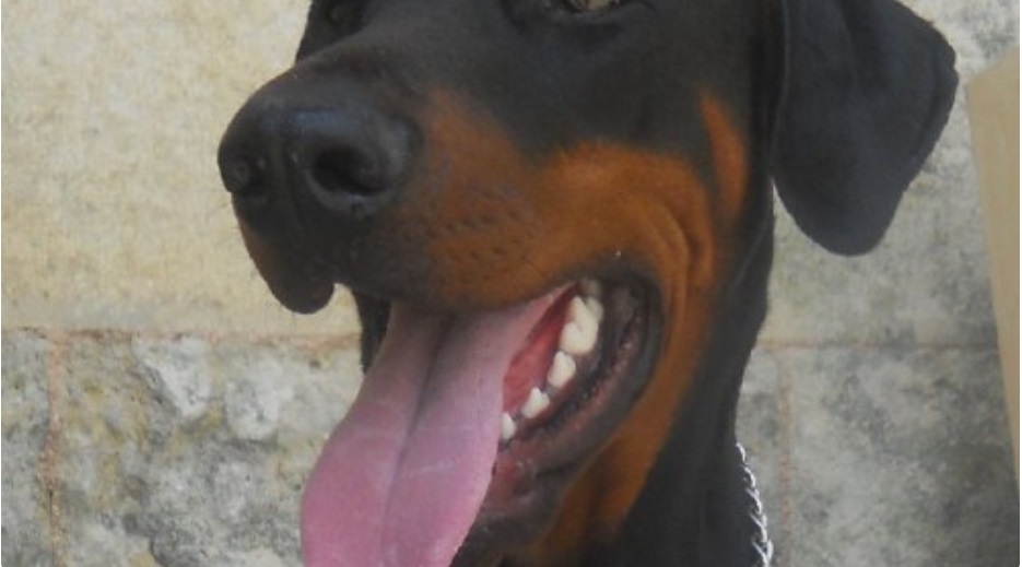 Dobermann