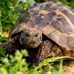 Espèces de tortues