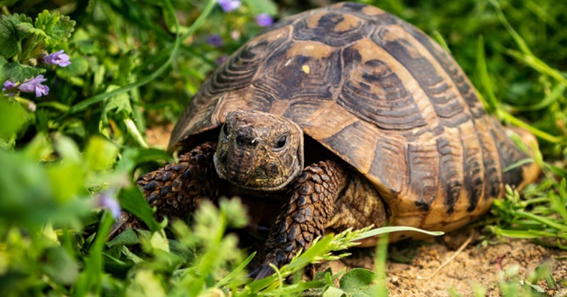 Espèces de tortues