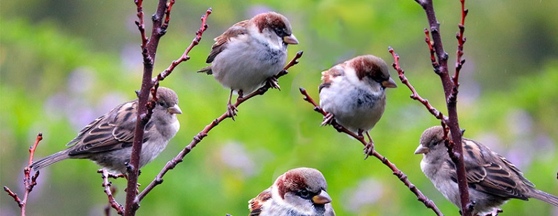 Espèces des Oiseaux