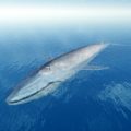 Baleine bleue