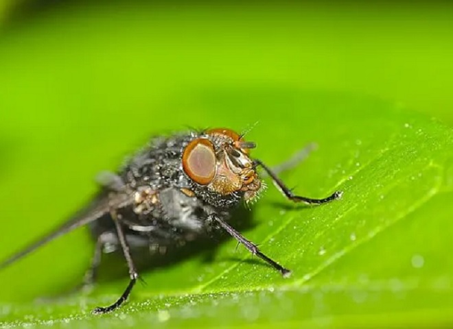 Mouche buveuse de sang