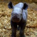 Naissance Rhinocéros à Arcachon