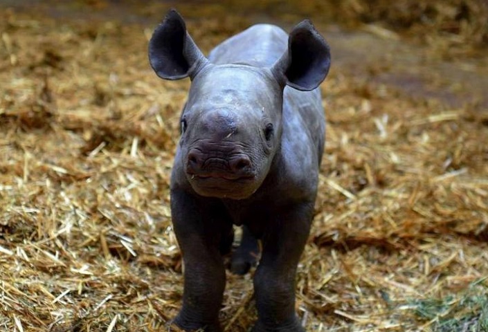 Naissance Rhinocéros à Arcachon